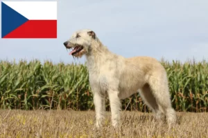 Lire la suite à propos de l’article Éleveurs d’Irish Wolfhounds et chiots en République tchèque