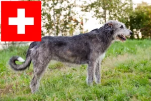 Lire la suite à propos de l’article Éleveurs d’Irish Wolfhounds et chiots en Suisse