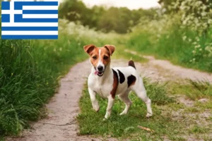 Lire la suite à propos de l’article Éleveurs de Jack Russell et chiots en Grèce