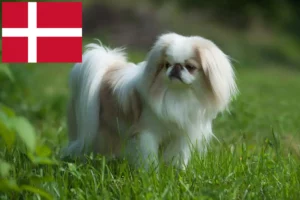 Lire la suite à propos de l’article Japan Chin Éleveurs et chiots au Danemark