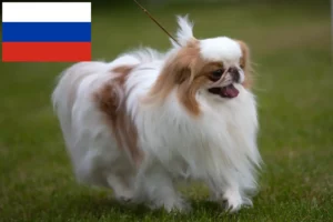 Lire la suite à propos de l’article Japan Chin Éleveurs et chiots en Russie