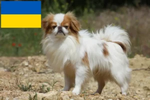 Lire la suite à propos de l’article Japan Chin éleveurs et chiots en Ukraine