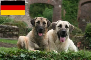 Lire la suite à propos de l’article Éleveurs de Kangal et chiots en Allemagne