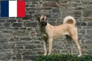 Lire la suite à propos de l’article Éleveurs de Kangal et chiots en France