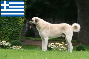 Lire la suite à propos de l’article Éleveurs de Kangal et chiots en Grèce