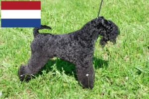 Lire la suite à propos de l’article Eleveurs de Kerry Blue Terrier et chiots aux Pays-Bas