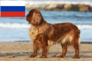 Lire la suite à propos de l’article Éleveurs d’épagneuls King Charles et chiots en Russie