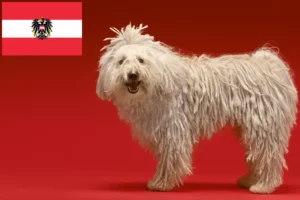 Lire la suite à propos de l’article Komondor éleveurs et chiots en Autriche