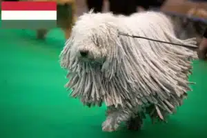 Lire la suite à propos de l’article Komondor éleveurs et chiots en Hongrie