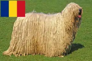 Lire la suite à propos de l’article Éleveurs de Komondor et chiots en Roumanie