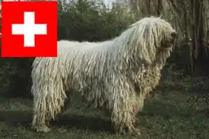 Lire la suite à propos de l’article Komondor éleveurs et chiots en Suisse