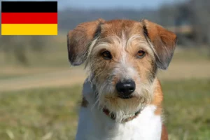 Lire la suite à propos de l’article Éleveurs de Kromfohrländer et chiots en Allemagne