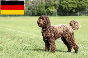 Lire la suite à propos de l’article Éleveurs de Labradoodle et chiots en Allemagne