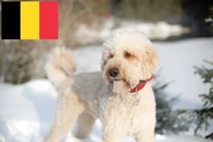 Lire la suite à propos de l’article Éleveurs de Labradoodle et chiots en Belgique