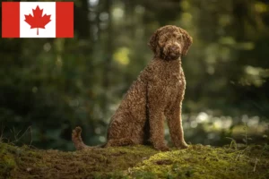 Lire la suite à propos de l’article Éleveurs de Labradoodle et chiots au Canada