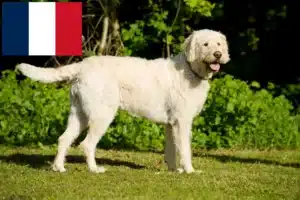 Lire la suite à propos de l’article Éleveurs de Labradoodle et chiots en France