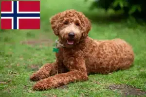 Lire la suite à propos de l’article Éleveurs de Labradoodle et chiots en Norvège