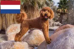 Lire la suite à propos de l’article Éleveurs de Labradoodle et chiots aux Pays-Bas