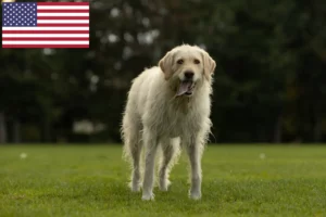 Lire la suite à propos de l’article Éleveurs de Labradoodle et chiots aux États-Unis