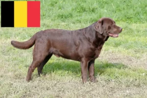 Lire la suite à propos de l’article Éleveurs de Labradors et chiots en Belgique