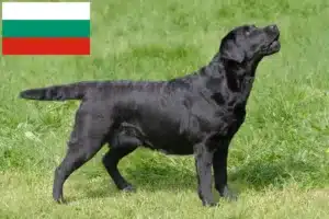 Lire la suite à propos de l’article Éleveurs de Labradors et chiots en Bulgarie