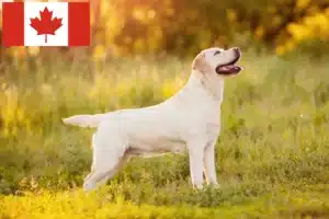 Lire la suite à propos de l’article Éleveurs de Labradors et chiots au Canada