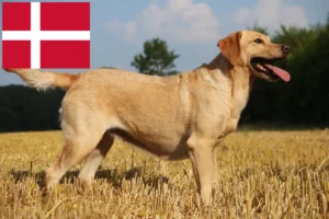 Lire la suite à propos de l’article Éleveurs de Labradors et chiots au Danemark