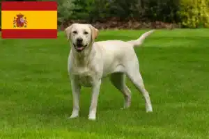 Lire la suite à propos de l’article Éleveurs de Labradors et chiots en Espagne