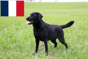 Lire la suite à propos de l’article Éleveurs de Labradors et chiots en France