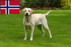 Lire la suite à propos de l’article Éleveurs de Labradors et chiots en Norvège