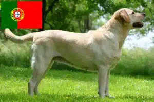 Lire la suite à propos de l’article Éleveurs de Labradors et chiots au Portugal