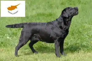 Lire la suite à propos de l’article Éleveurs de Labradors et chiots à Chypre