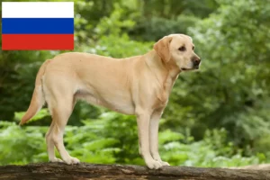 Lire la suite à propos de l’article Éleveurs de Labradors et chiots en Russie