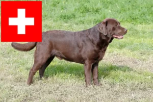 Lire la suite à propos de l’article Éleveurs de Labradors et chiots en Suisse