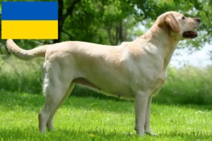 Lire la suite à propos de l’article Éleveurs de Labradors et chiots en Ukraine