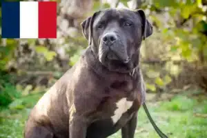 Lire la suite à propos de l’article Éleveurs de Labrastaff et chiots en France