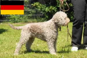 Lire la suite à propos de l’article Éleveurs de Lagotto Romagnolo et chiots en Allemagne