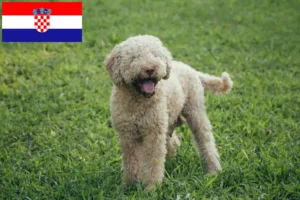 Lire la suite à propos de l’article Éleveurs de Lagotto Romagnolo et chiots en Croatie