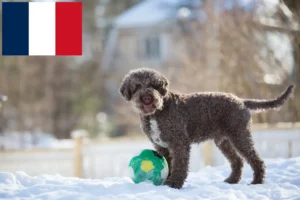 Lire la suite à propos de l’article Éleveurs de Lagotto Romagnolo et chiots en France