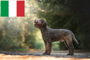 Lire la suite à propos de l’article Éleveurs de Lagotto Romagnolo et chiots en Italie