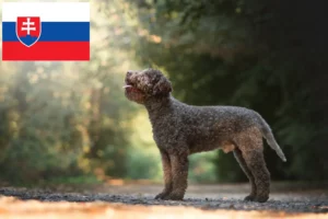 Lire la suite à propos de l’article Éleveurs de Lagotto Romagnolo et chiots en Slovaquie