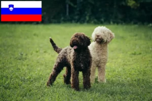 Lire la suite à propos de l’article Éleveurs de Lagotto Romagnolo et chiots en Slovénie