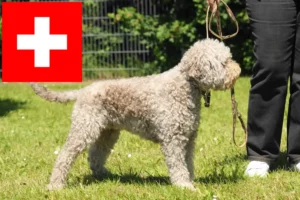 Lire la suite à propos de l’article Lagotto Romagnolo éleveurs et chiots en Suisse