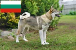 Lire la suite à propos de l’article Laika éleveurs et chiots en Bulgarie