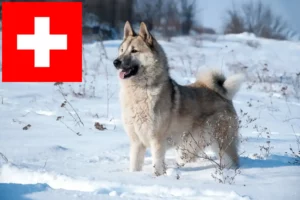 Lire la suite à propos de l’article Laika éleveurs et chiots en Suisse