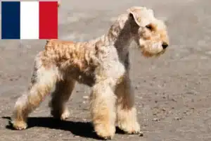 Lire la suite à propos de l’article Éleveurs de Lakeland Terrier et chiots en France