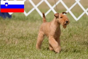 Lire la suite à propos de l’article Éleveurs de Lakeland Terrier et chiots en Slovénie