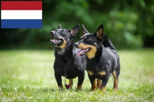 Lire la suite à propos de l’article Lancashire Heeler éleveurs et chiots aux Pays-Bas