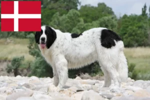 Lire la suite à propos de l’article Éleveurs de Landseer et chiots au Danemark