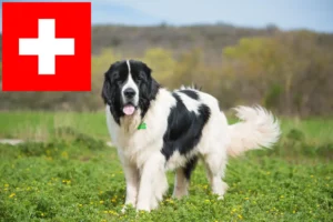 Lire la suite à propos de l’article Éleveurs de Landseer et chiots en Suisse